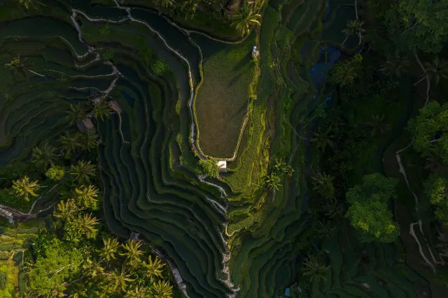 tegalalang attraction beautiful terraced paddies coconut popular tourist tre 1