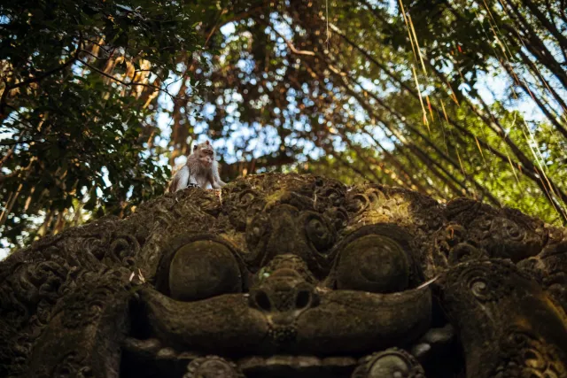close up of macaques interacting in balis monkey forest indonesia 1