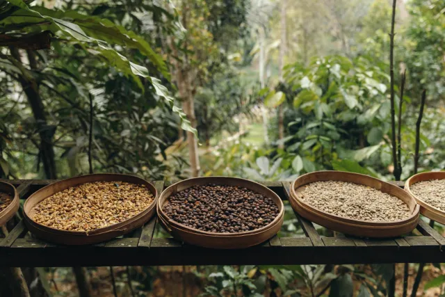 coffee bali