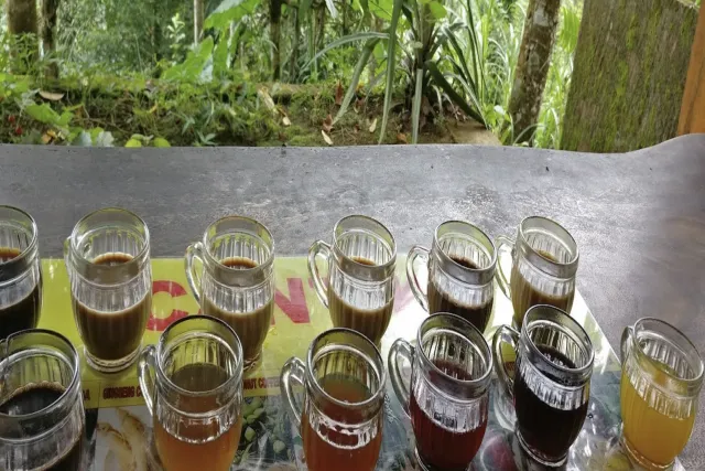 luwak coffee