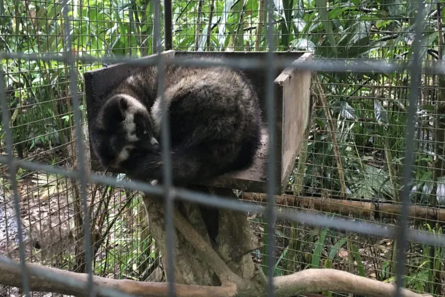 luwak